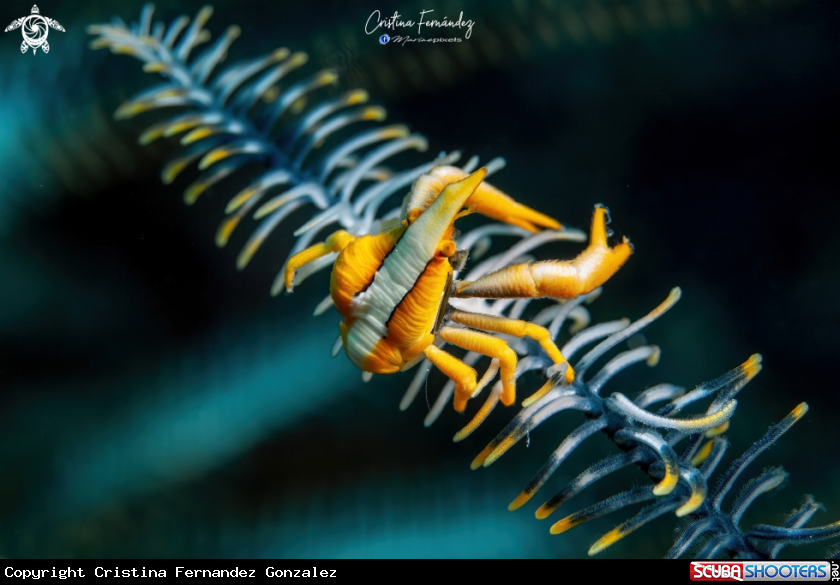 A Squat lobster