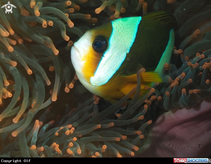 A Red sea anemone