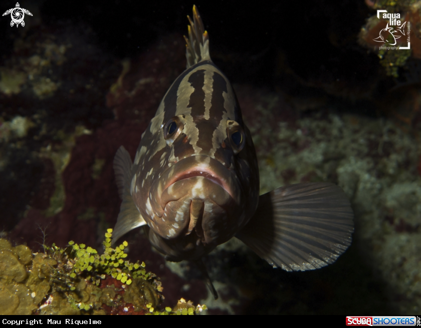 A Nassau Grouper