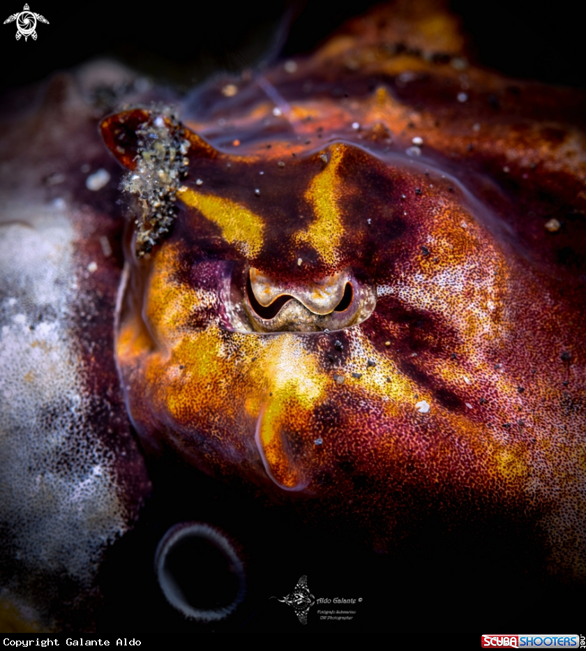 A Flamboyant Cuttlefish