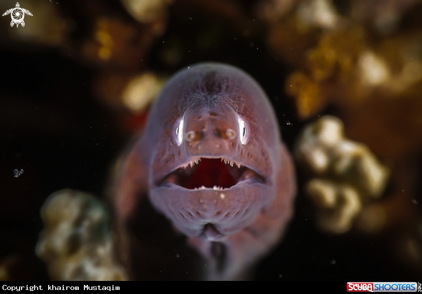 A White eyed moray eel