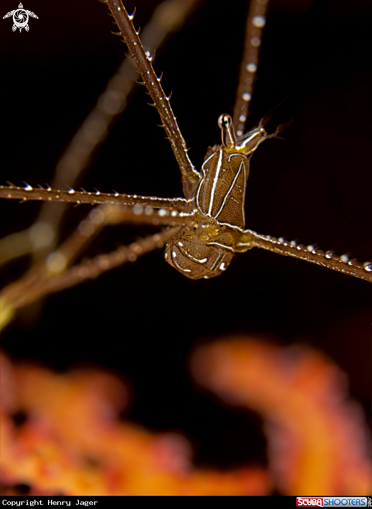 A Deep Sea Squat Lobster