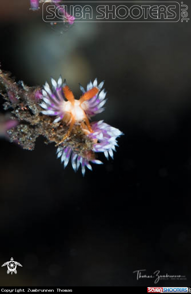 A Nudibranch 