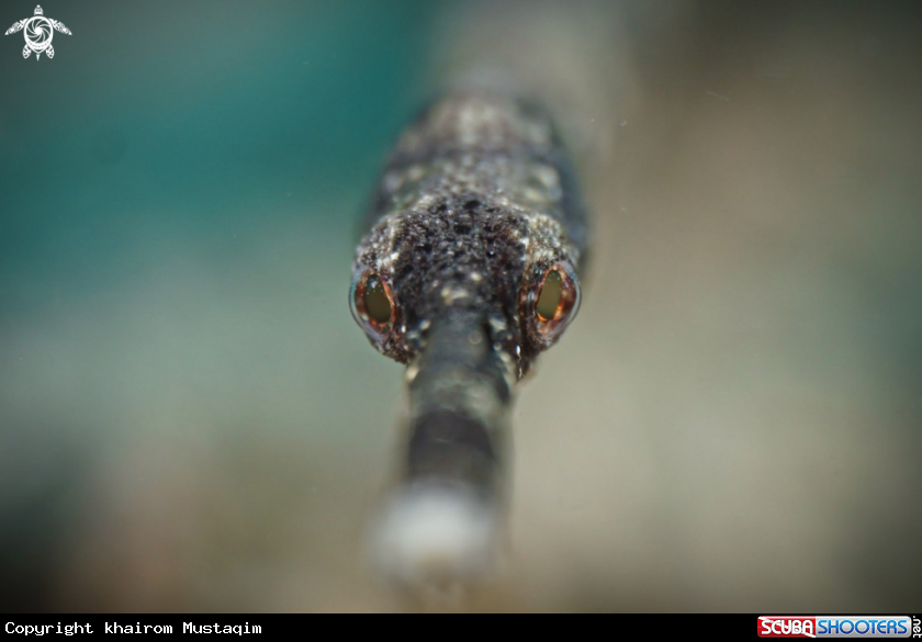 A Stick pipefish
