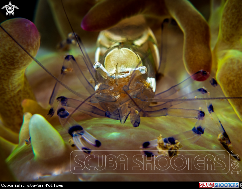 A Clown Anemone Shrimp
