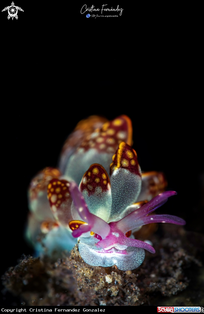 A Nudibranch