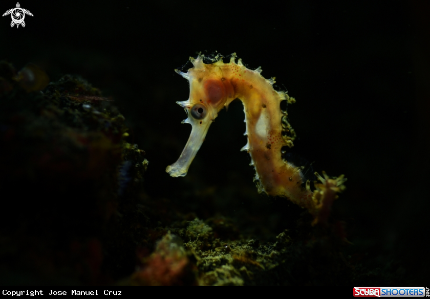 A Thorny seahorse