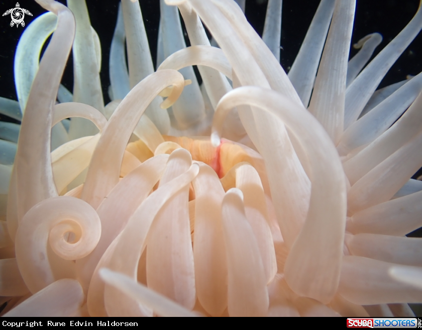 A Sea rose 