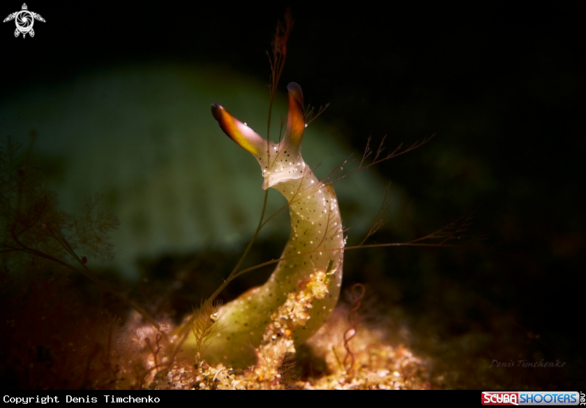 A NUDIBRANCH
