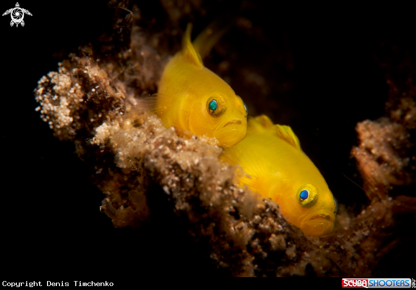 A GOBY