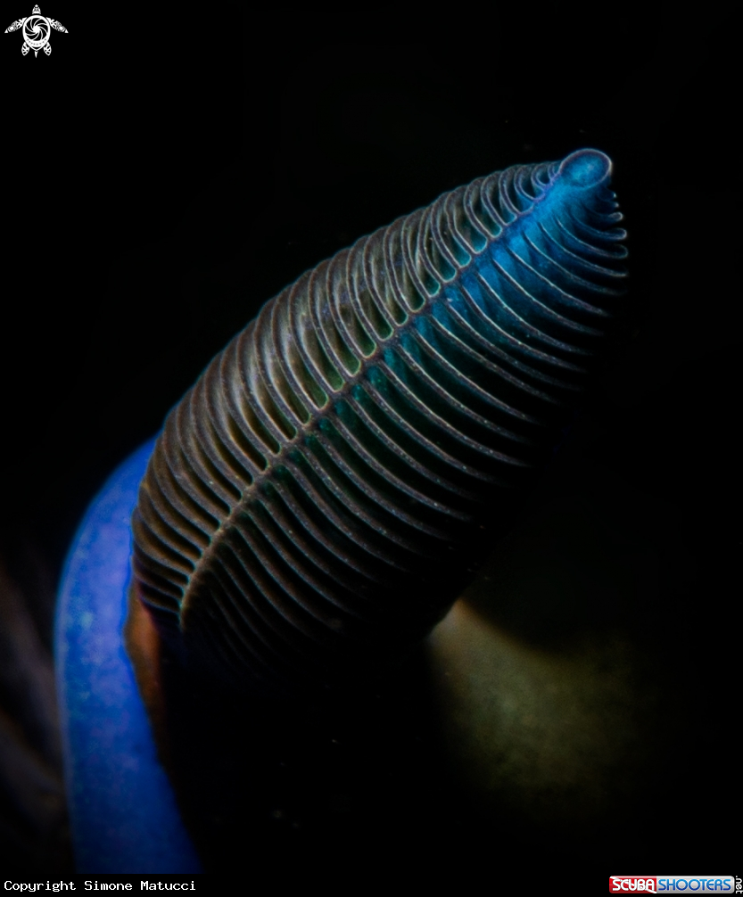 A Macro close up of a Rhinophore of a Tambja Morosa Nudibranch