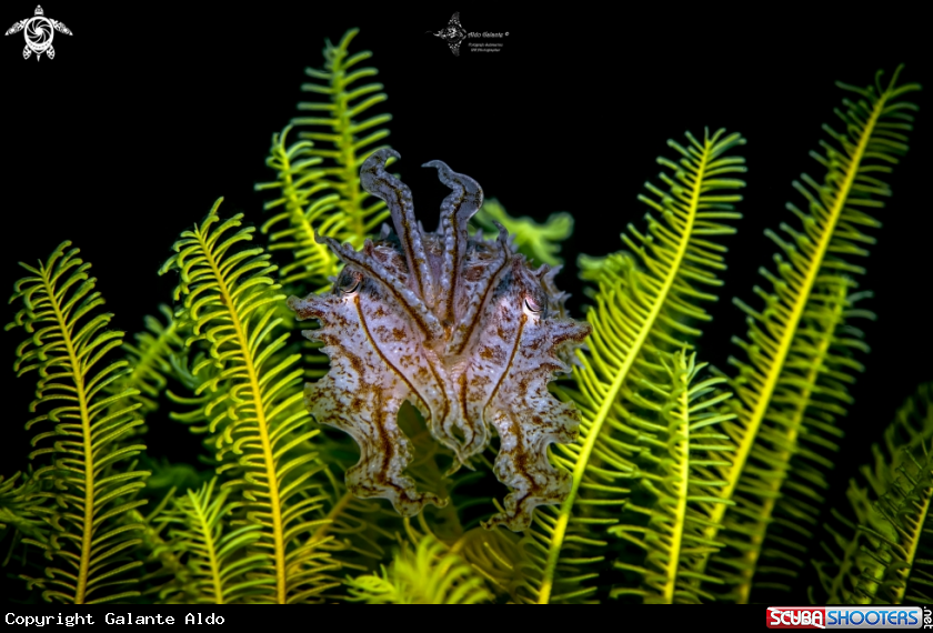 A Cuttlefish