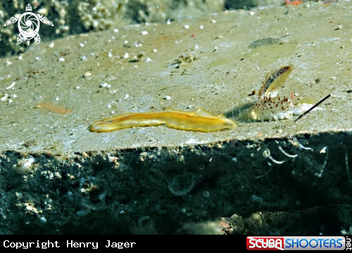A Deep Sea Squat Lobster