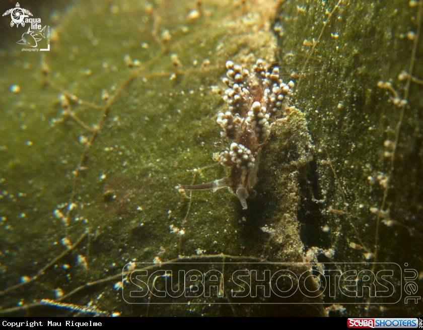 A Grapecluster Doto