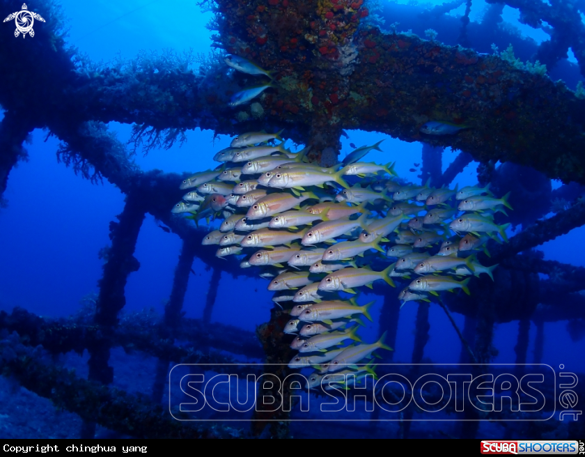 A goatfish