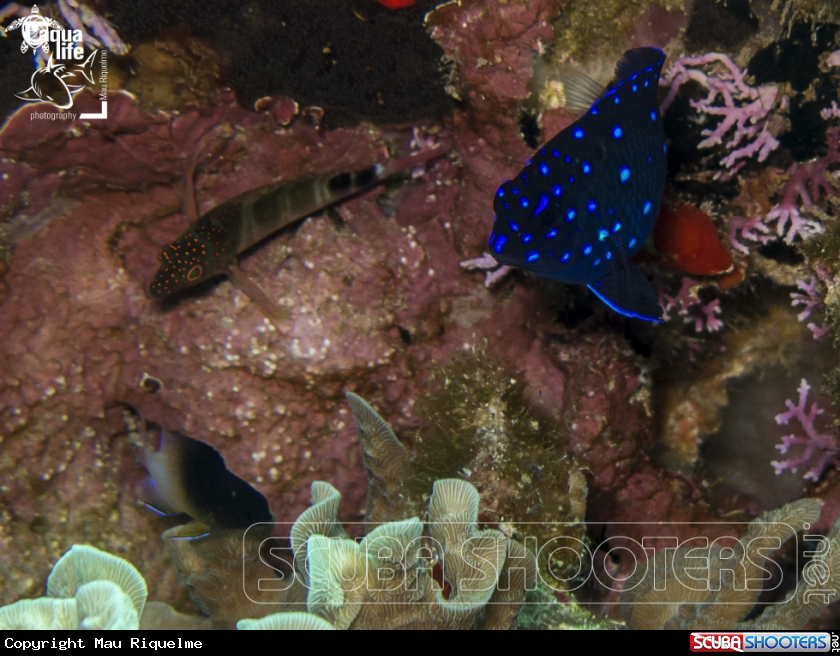A Juvenile Yellowtail Damselfish, Juvenile Bicolor Damselfish, 