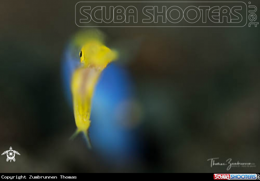 A Ribbon eel 