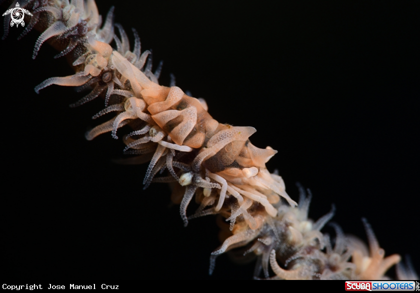 A Zanzibar Shrimp
