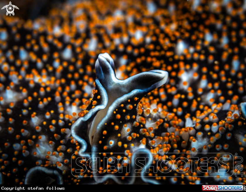 A Spotted Black Flatworm