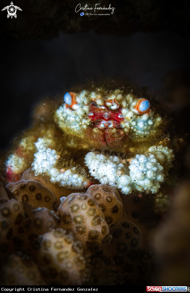 A Crab