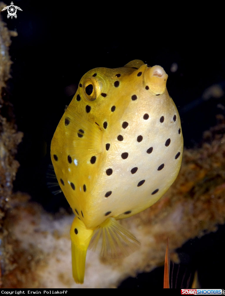 A yellow boxfish