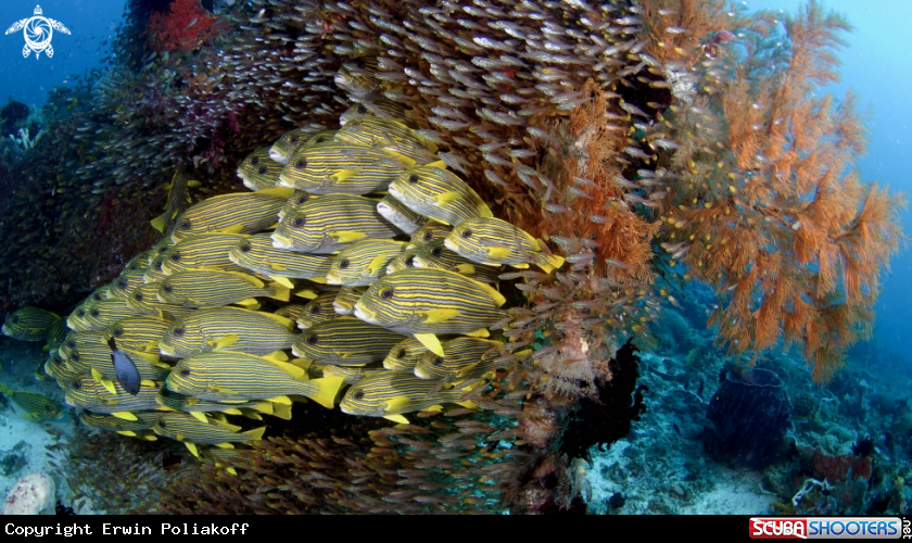 A sweetlips