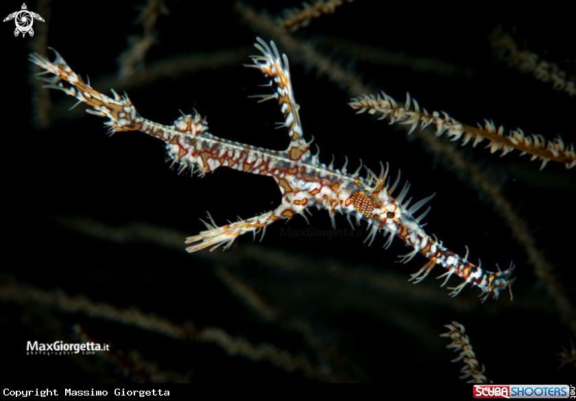 A Ghostpipefish