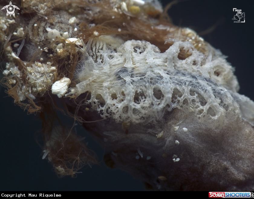 A Tufted Nudibranch