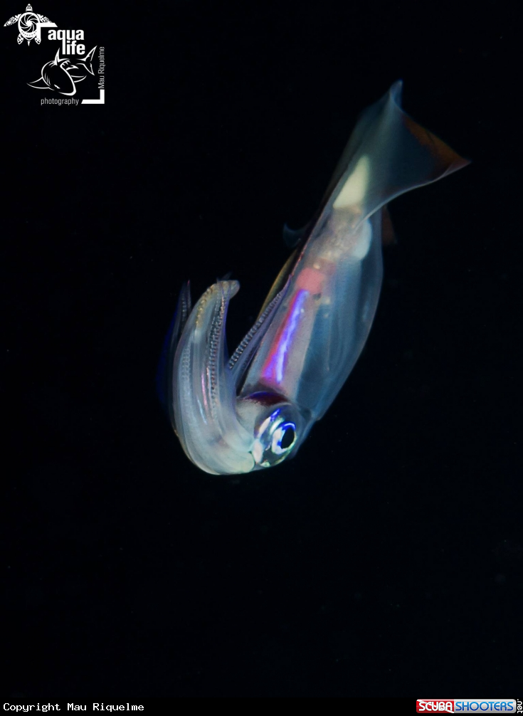 A Clubhook Squid