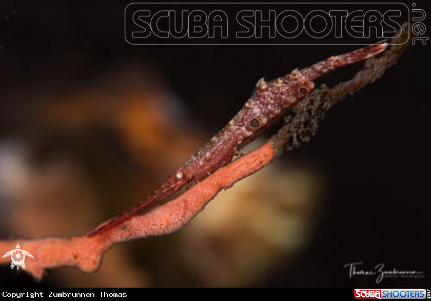A Ocellated Tozeuma Shrimp 
