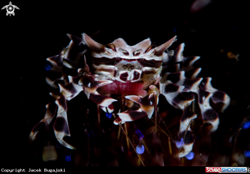 A Zebra Crab