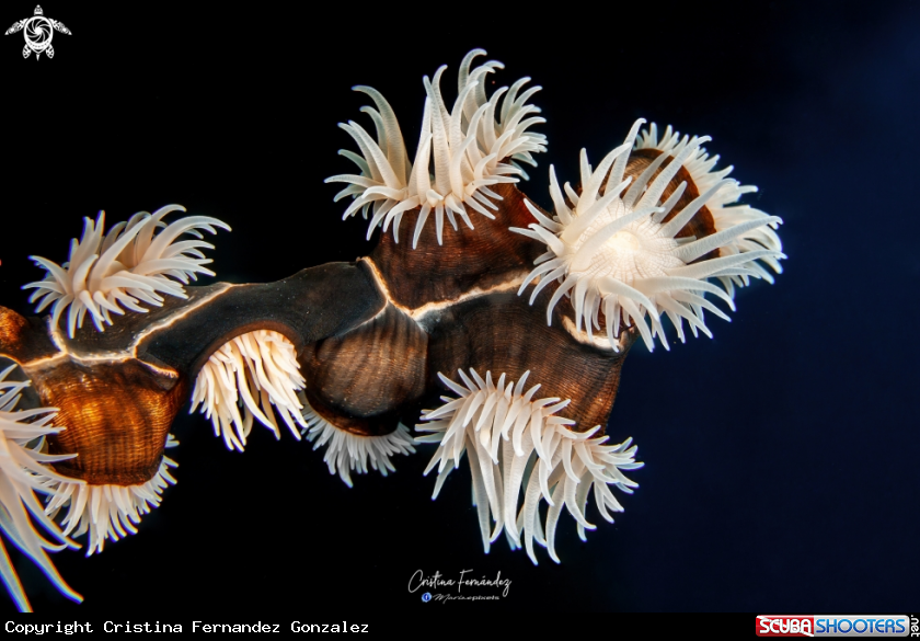A Anemone