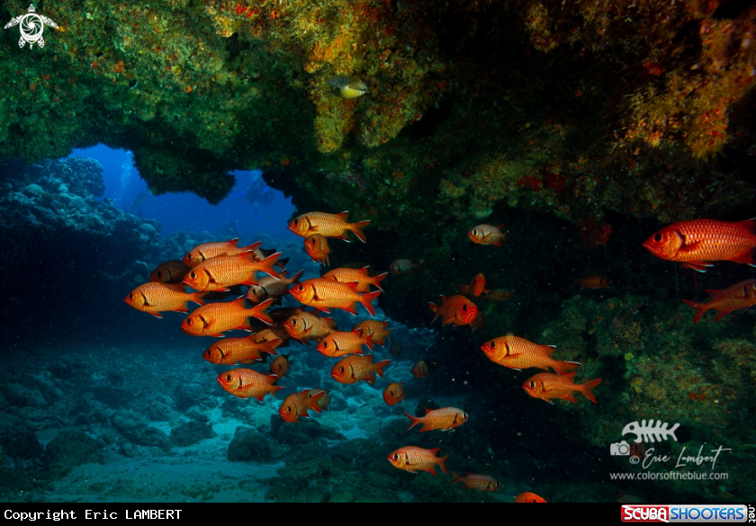 A Soldierfishes