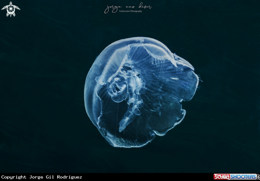 A Moon jelly