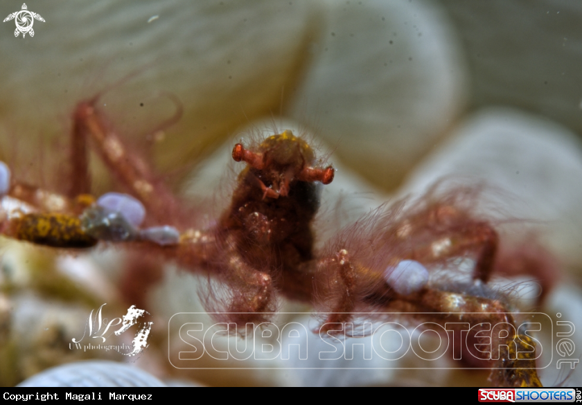 A Orangutan crab 