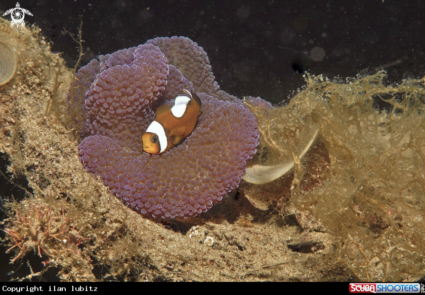 A clown anemone fish