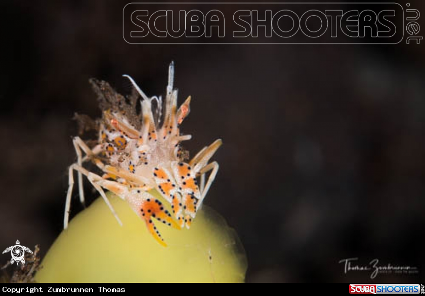 A Tiger Shrimp 