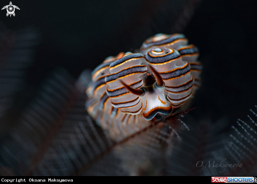 A Nudibranch Doto greenamyeri  