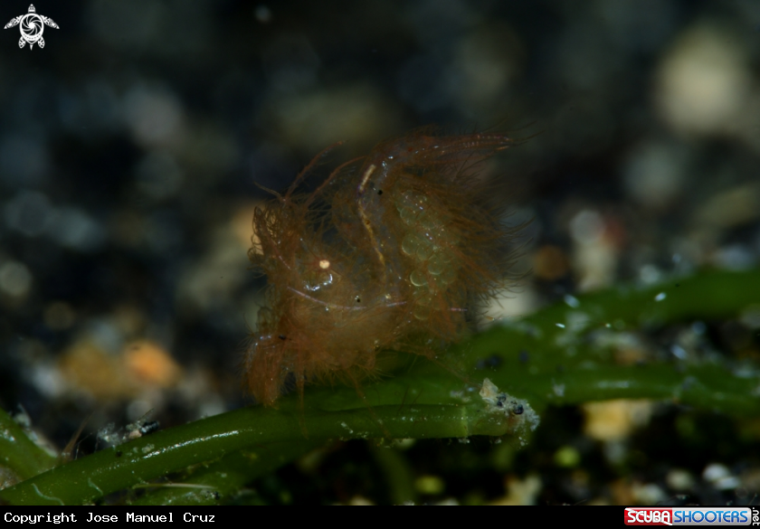 A Hairy Shrimp
