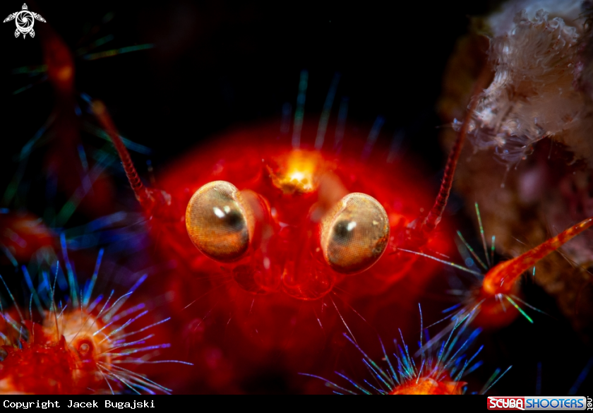 A Oliver's Squat Lobster