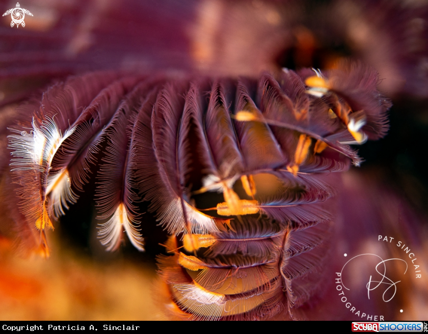 A Christmas Tree Worm