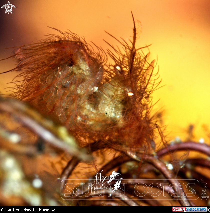 A Hairy Shrimp 