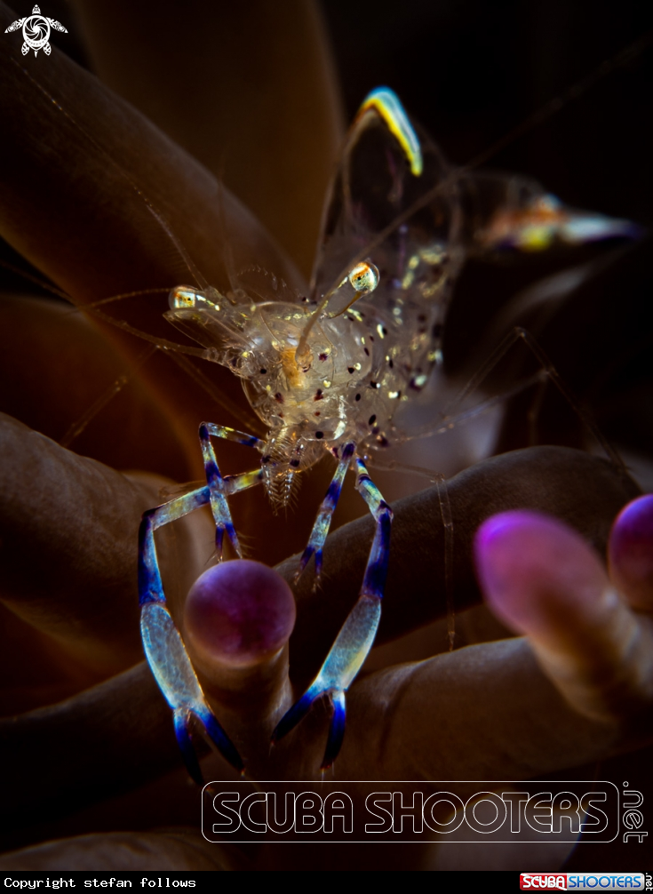 A Clown Anemone Shrimp