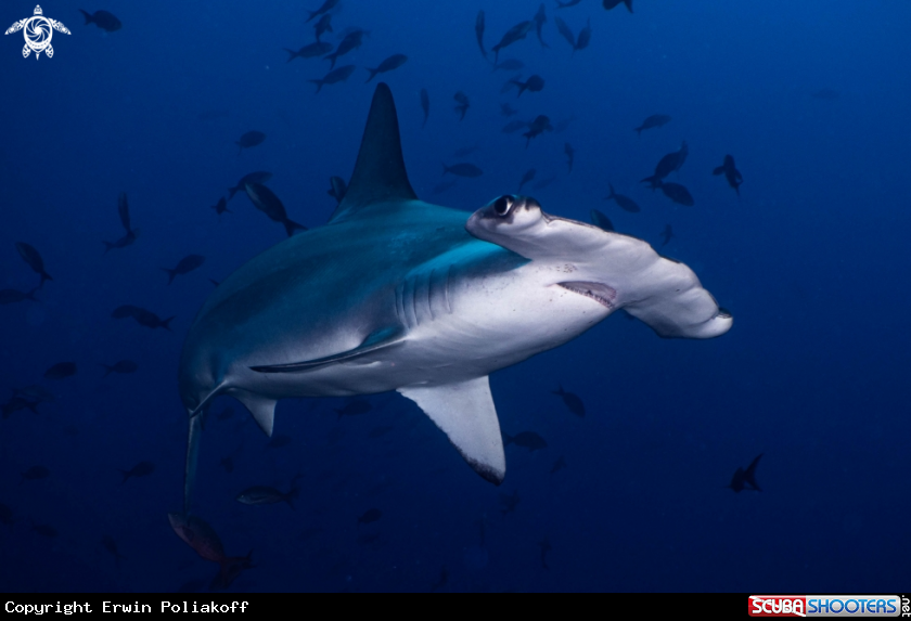 A hammerhead shark