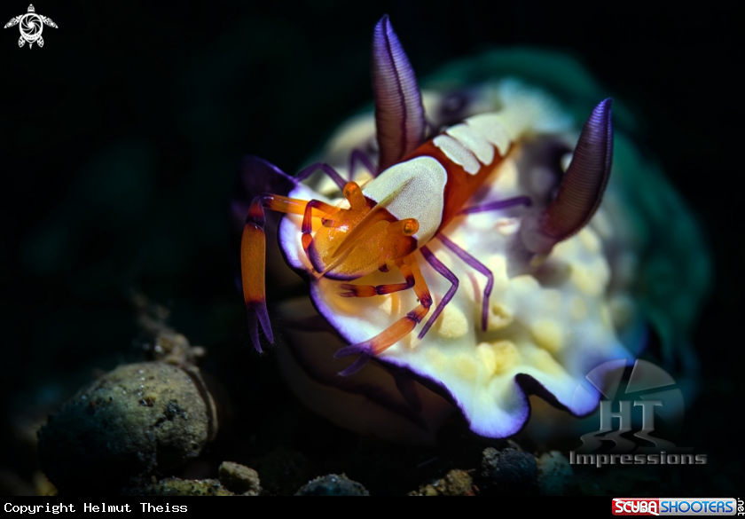 A Emperor shrimp