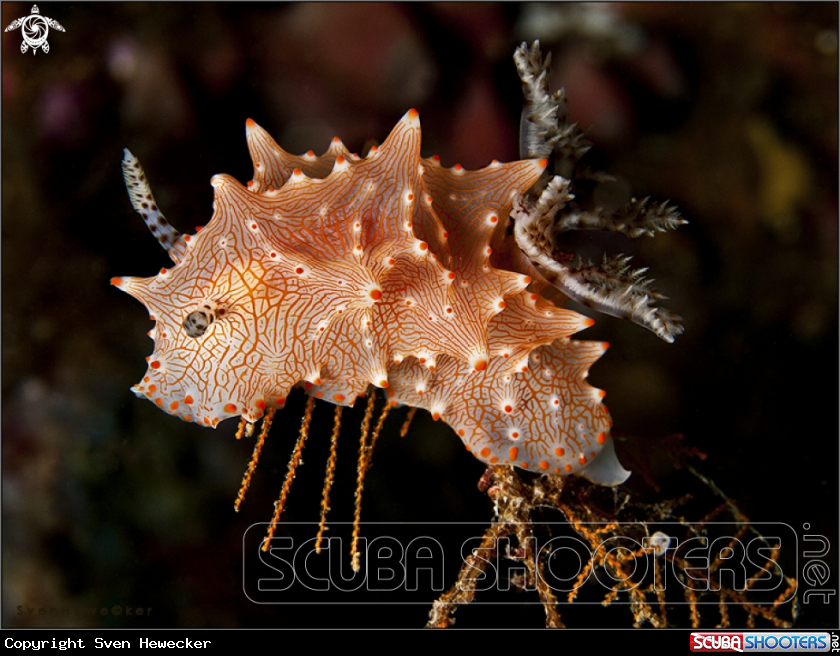 A Halgerda nudibranch