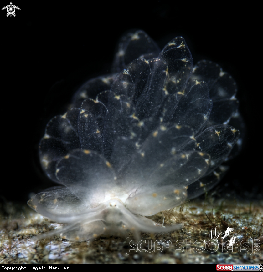 A Butterfly nudibranch 