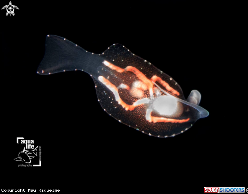 A Planktonic Nudibranch