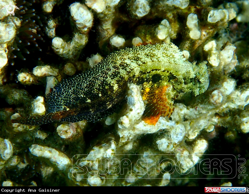 A Searam blenny
