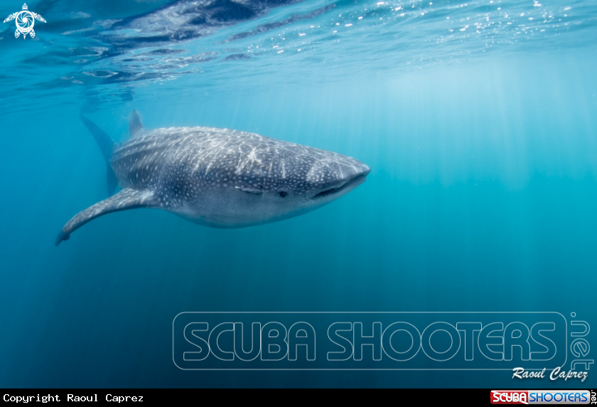 A Whaleshark